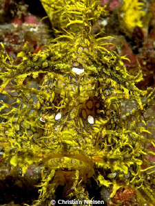 Close-up of the weird Rhinopias.
Olympus E330, 50mm Macr... by Christian Nielsen 